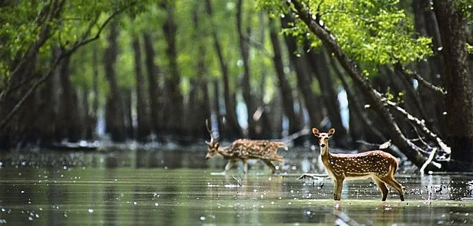 Chidambaram-Pichavaram-backwaters