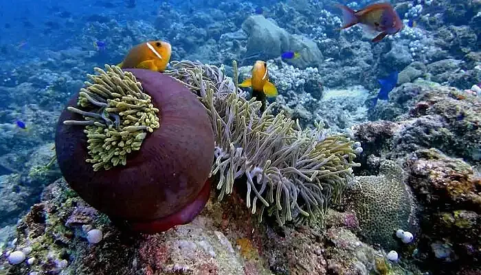 The colorful corals at the HP Reefs is a popular name among places to see in Maldives
