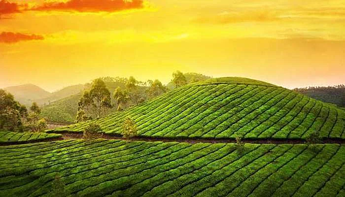 The beautiful tea plantation at Munnar in Kerala