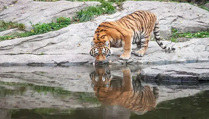 The Sundarbans