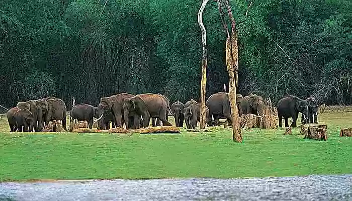 A wild elephants’ herd at Thekkady - one of the most popular tourist places in Kerala