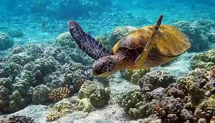 Turtles swimming over Coral reef at Mahatma Gandhi Marine National Park