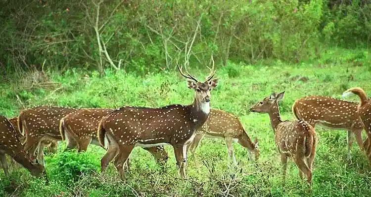 Places to Visit Ooty Deer Park